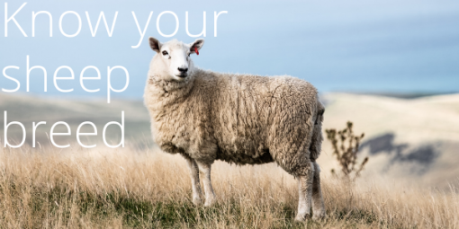 Where does Merino Wool come from?