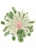 Sea Anemone Version 1