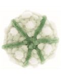 Sea Urchin Shell
