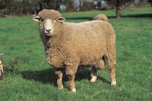 Corriedale vs merino wool