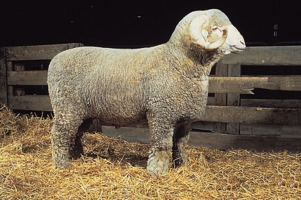Rambouillet sheep vs merino wool