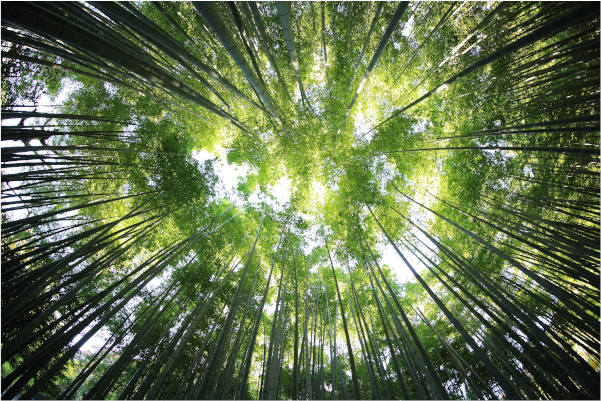 Bamboo as a sustainable vegan natural fiber for yarn